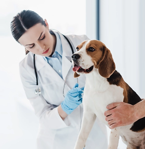 Akıncılar Veteriner